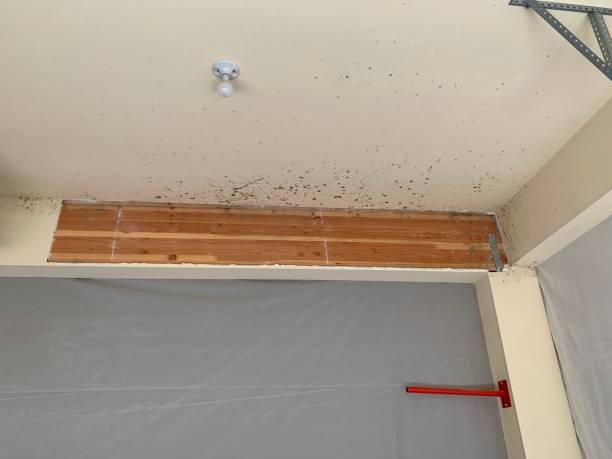 Best Real Estate Mold Inspection  in Marlton, NJ