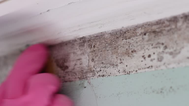 Best Black Mold Removal  in Marlton, NJ